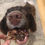 Thumbnail: Spaniel eating rabbit lung natural dog treat