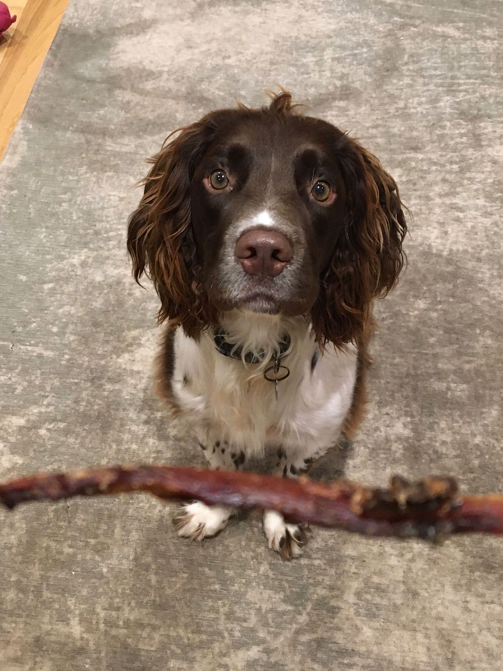 Spaniel with venison strip natural chew