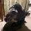 Thumbnail: Staffordshire bull terrier with buffalo horn natural dog chew