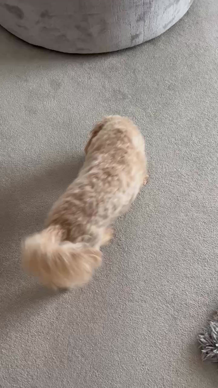 Thumbnail: Salmon skin strips
