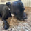 Thumbnail: Staffie with natural dog treat