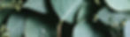 2017_INGREDIENTGARDEN_EUCALYPTUS_BANNER_