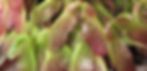 samaras cropped.jpg