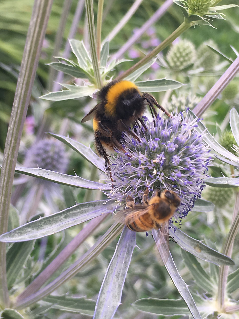 Planting for pollinators