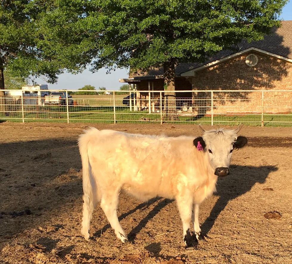 Beautiful White Park cross heifer