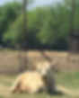 Highland cow
