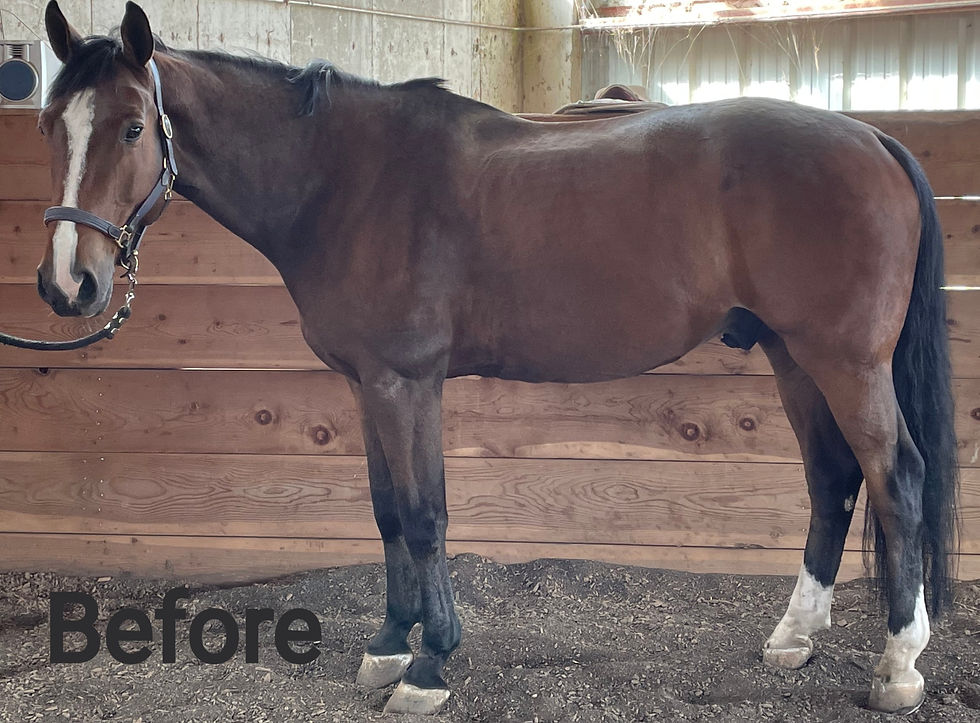 Notice muscle atrophy of the horses topline