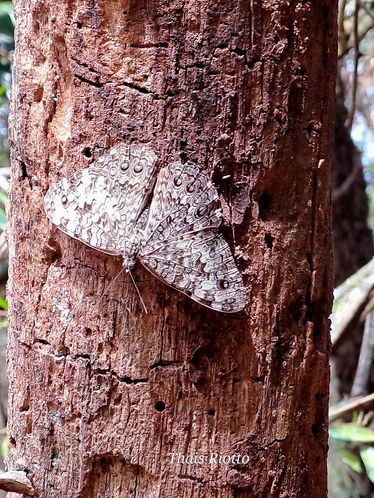 Minha Experiência e o que é a Cerimônia Ayahuasca