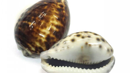 BÚZIOS: DA MOEDA AO ORÁCULO SAGRADO