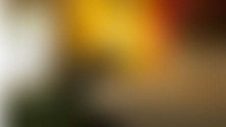 Bourbon Orleans Hotel