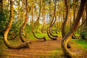 Entre Sombras e Curvas -  O Enigma da Crooked Forest
