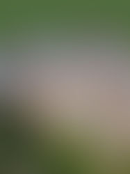 A Dama de Marrom nos corredores de Raynham Hall