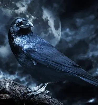 Simbologia do Corvo - Mistério & Cultura