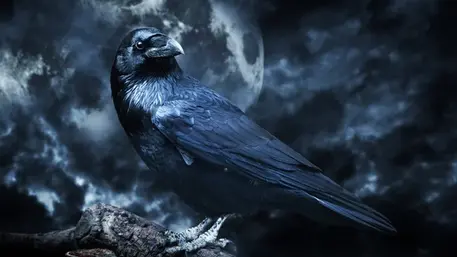 Simbologia do Corvo - Mistério & Cultura