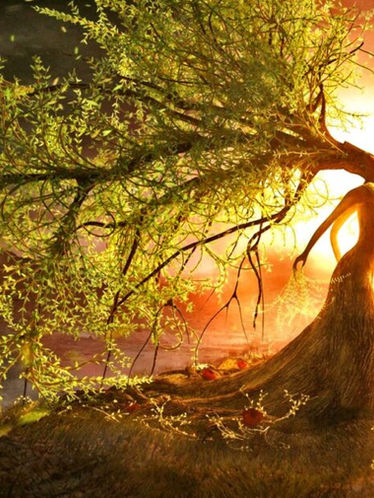 Celtas & Druidas