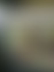 Explicações dos Termos: Sanatórios e Outros...