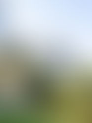 Sussurros na Sombra: Mistérios do Parque Trianon