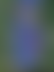 Triângulo do Lago Michigan