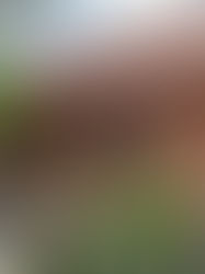 Entre paredes e fantasmas - A morada imortal do Barão de Gurguéia