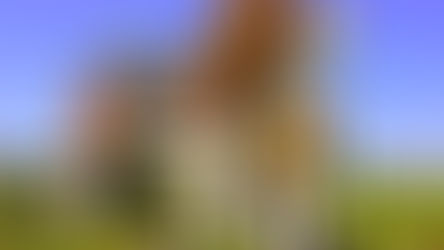 Durma em um Dog - Hotel Dog Bark Park Inn