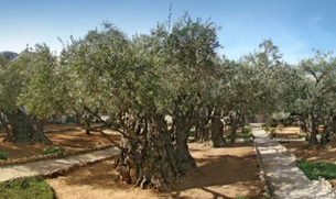 Monte das Oliveiras: O Portal Entre o Céu e a Terra