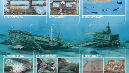 Ecologia de Naufrágios 