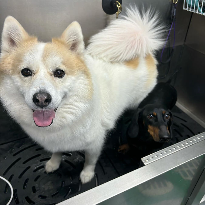 SuperGrooms Toronto Cagefree dog grooming in Queen West, Toronto