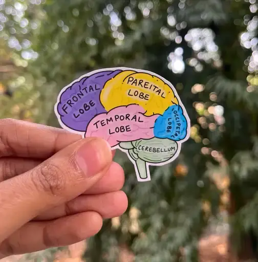 Colorful brain sticker showing lobes
