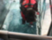 Hydrothérapie chien