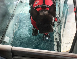 Hydrothérapie chien
