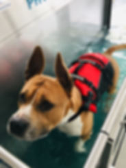 Hydrothérapie canine
