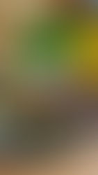 Crab Cake Maryland: la ricetta perfetta per la Vigilia di pesce in stile italo-americano, croccante, profumata e facilissima da preparare.