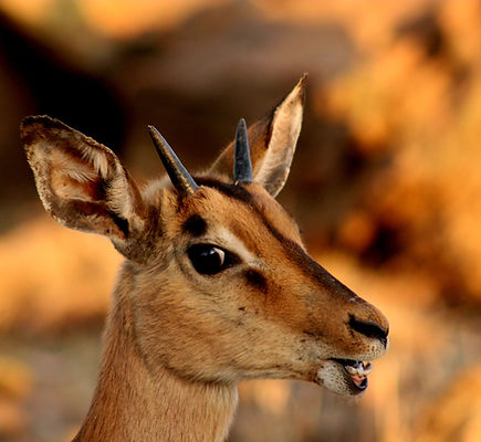 Holiday Resort Wildlife