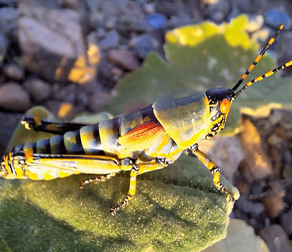 Holiday Resort Wildlife