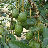 cultivo-aguacate-hass-antioquia guatapé