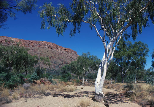 By CSIRO, CC BY 3.0, https___commons.wikimedia.org_w_index.php_curid=35455835.jpeg