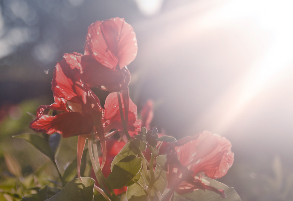 Red Flowers in Light