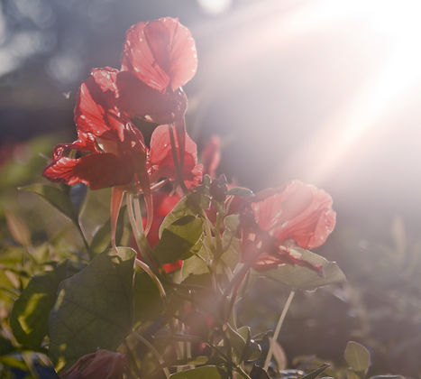 Red Poppy