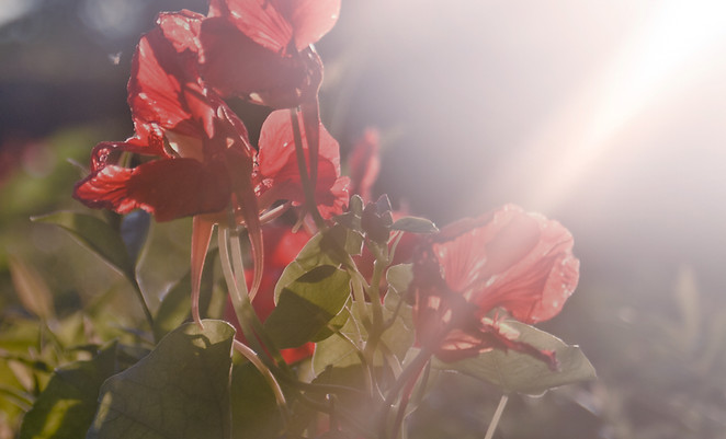 Red Poppy