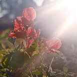 Flores rojas a la luz