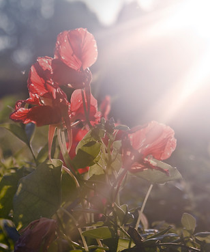 Coquelicot rouge