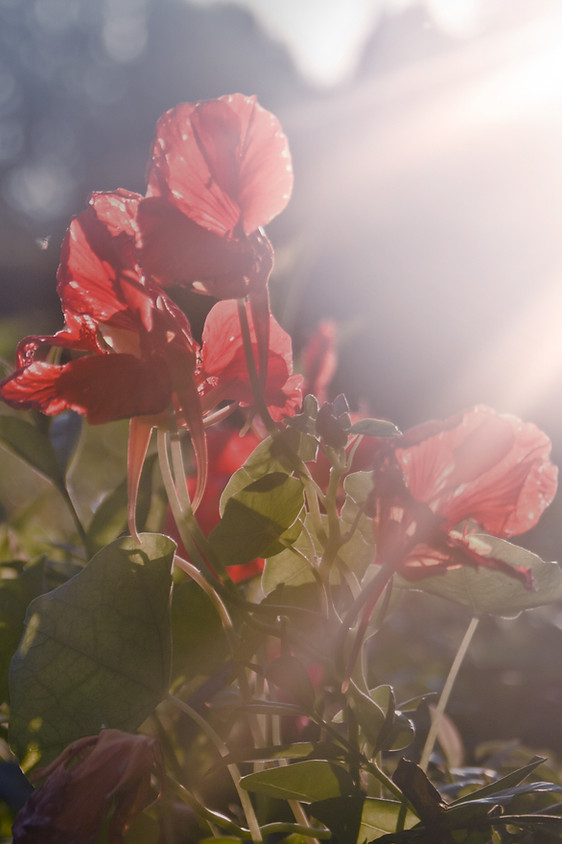 Coquelicot rouge