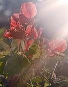 Red Poppy
