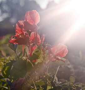 Red Poppy