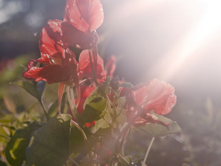 Honouring Remembrance Day: A Moment to Pause, Reflect, and Remember