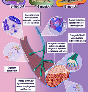 A graphical abstract detailing changes to muscle transcriptome in developing lake sturgeon when exposed to warming