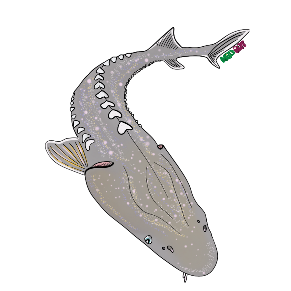white sturgeon sticker