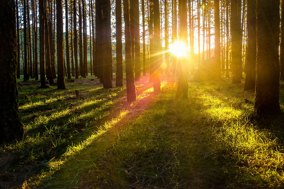 sunlight_renewal_v2_larger_christian-buehner-SquQa9FdmOg-unsplash.jpg