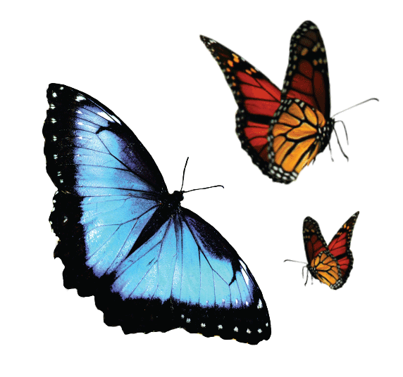 181024_Butterfly-Graphic-v2.gif