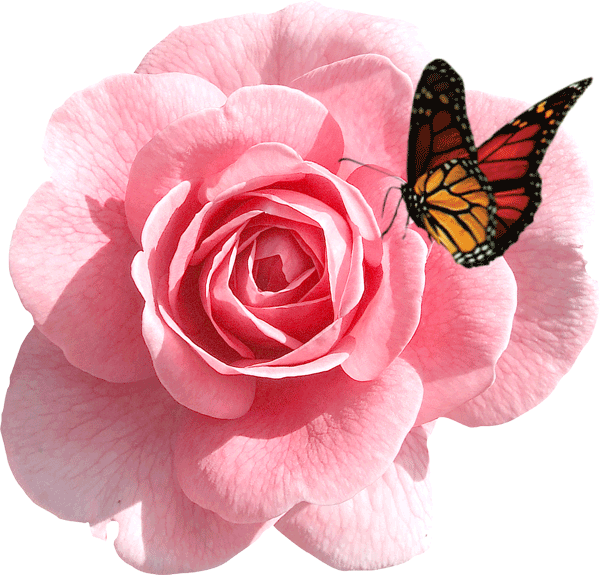 rosebudbutterfly.gif